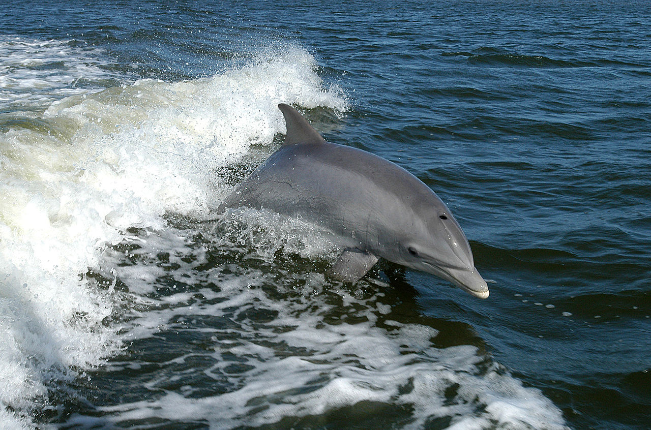 Tursiops_truncatus_01Bottlenose_Dolphin_NASAwikipedia.jpg