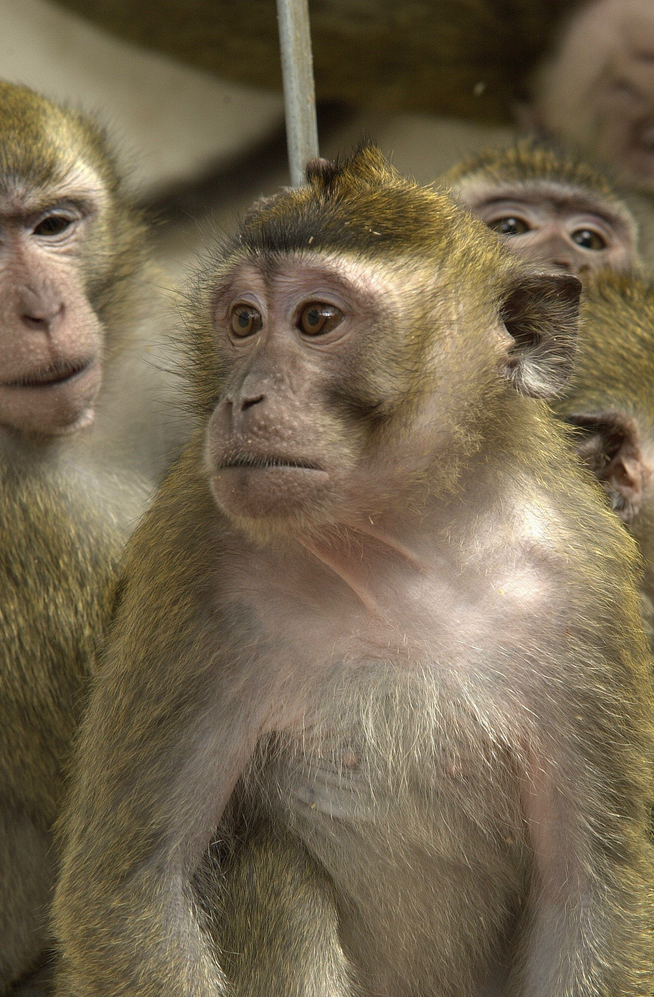 macaque-trio-close-up.jpg