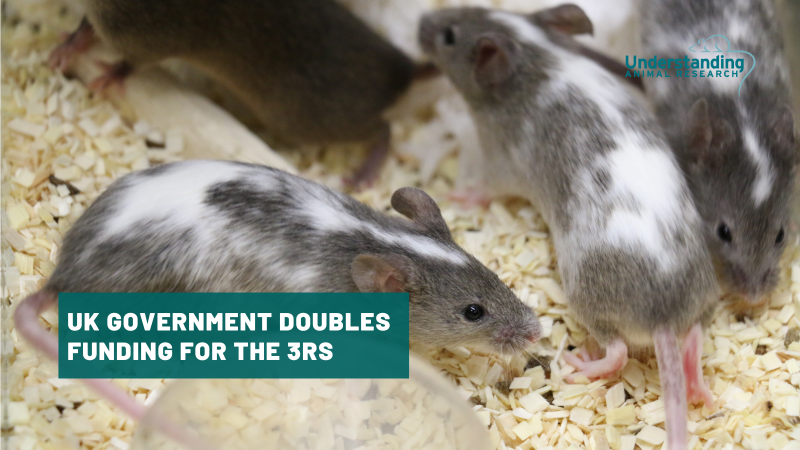 UK government doubles funding for the 3Rs