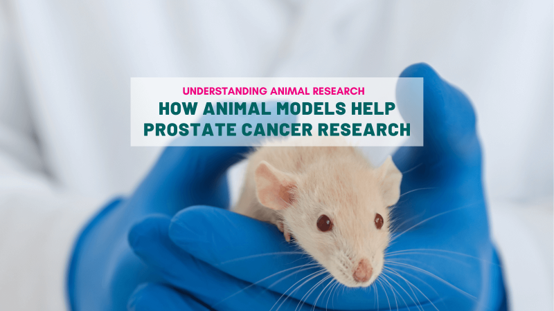 How animal models help prostate cancer research