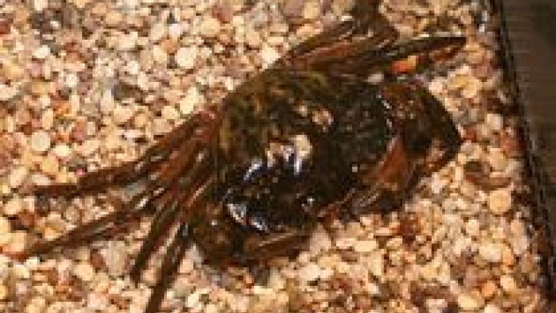 Crustaceans shown to feel pain