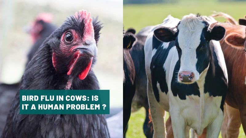 Bird flu in cows: is it a human problem ?