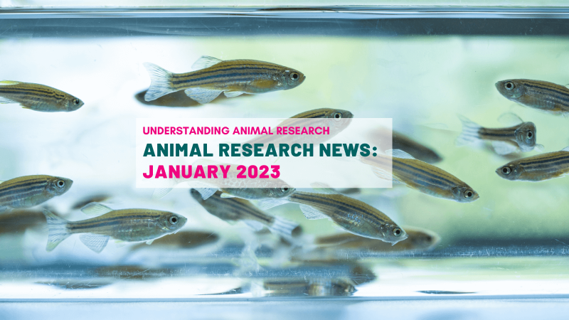 Animal Research News: January 2023