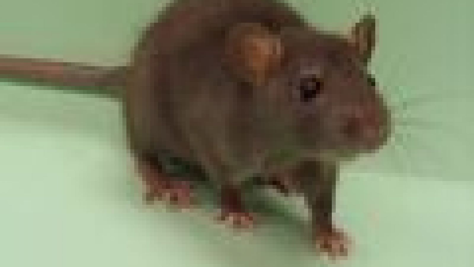 GM rats promise better disease models