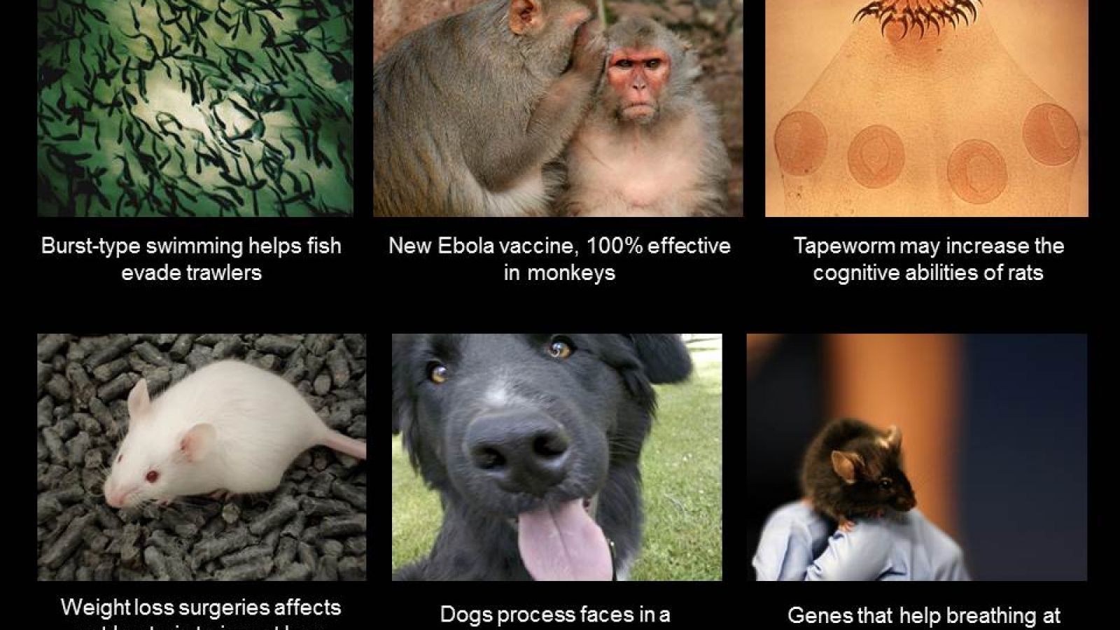 New ebola vaccine works
