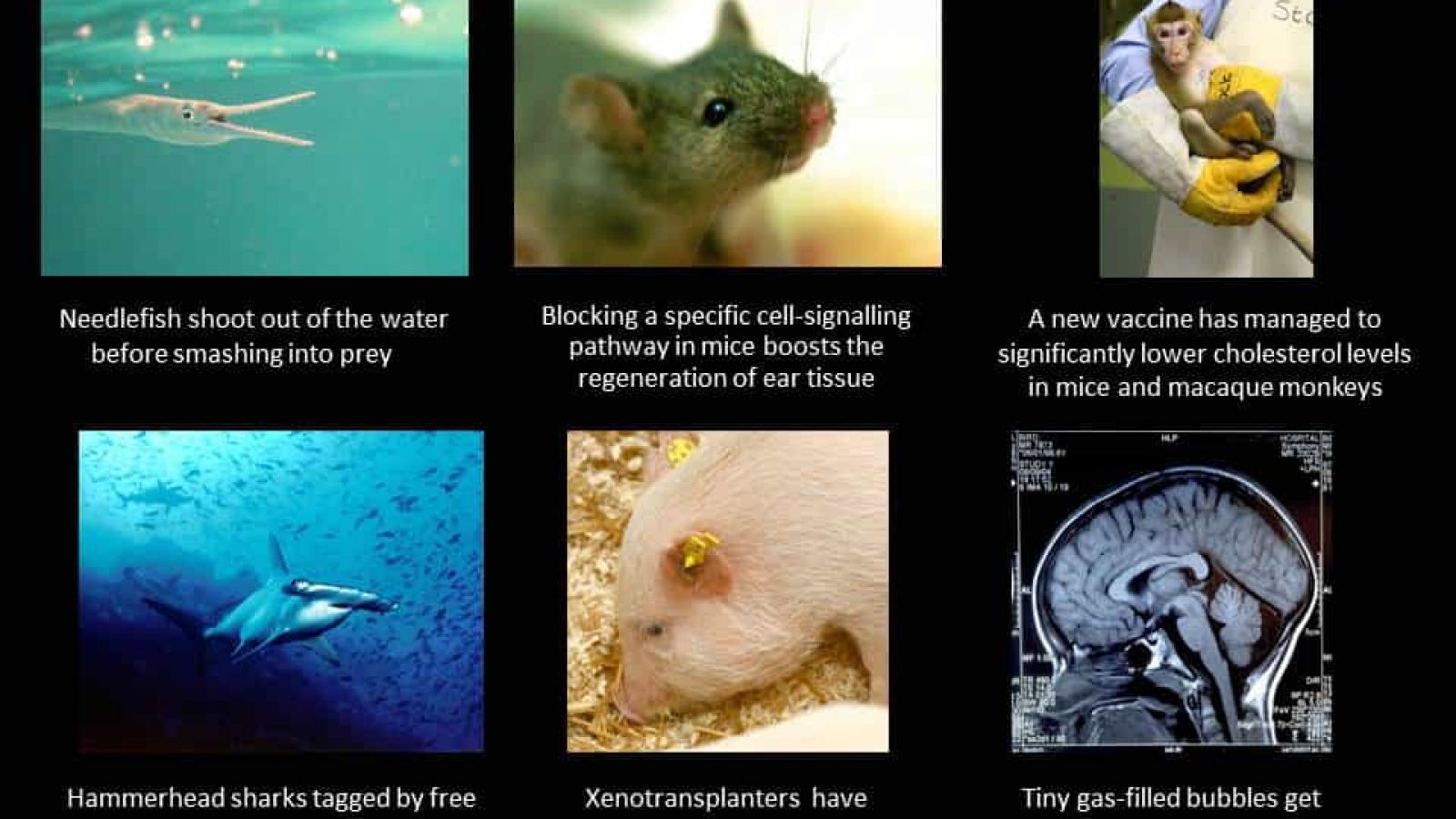 This week in animal research 13/11/15