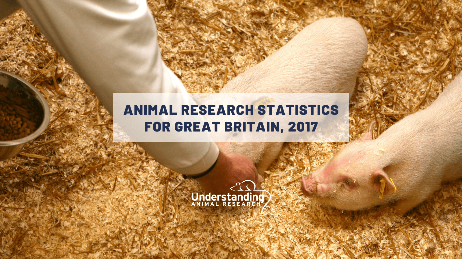 Animal research statistics for Great Britain, 2017