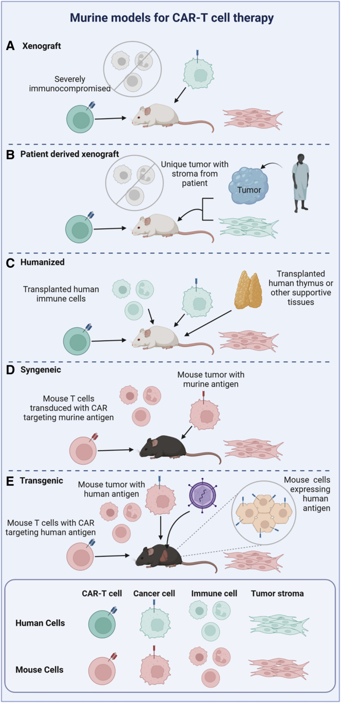 Murine models for CAR-T therapies.jpg