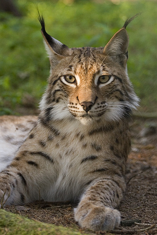 Lynx_lynx_wikipedia.jpg