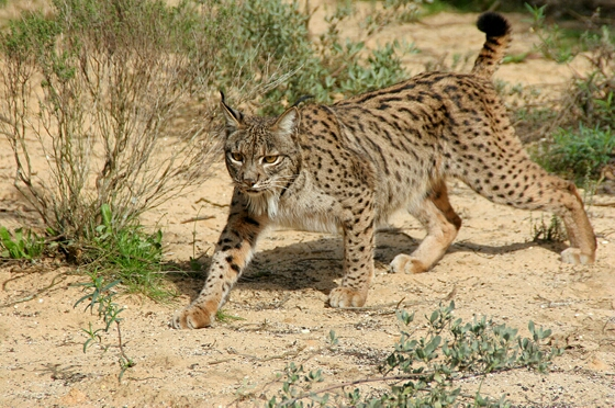 Lynx_pardinus.png
