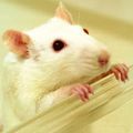 white–gm–mice–mouse.jpg