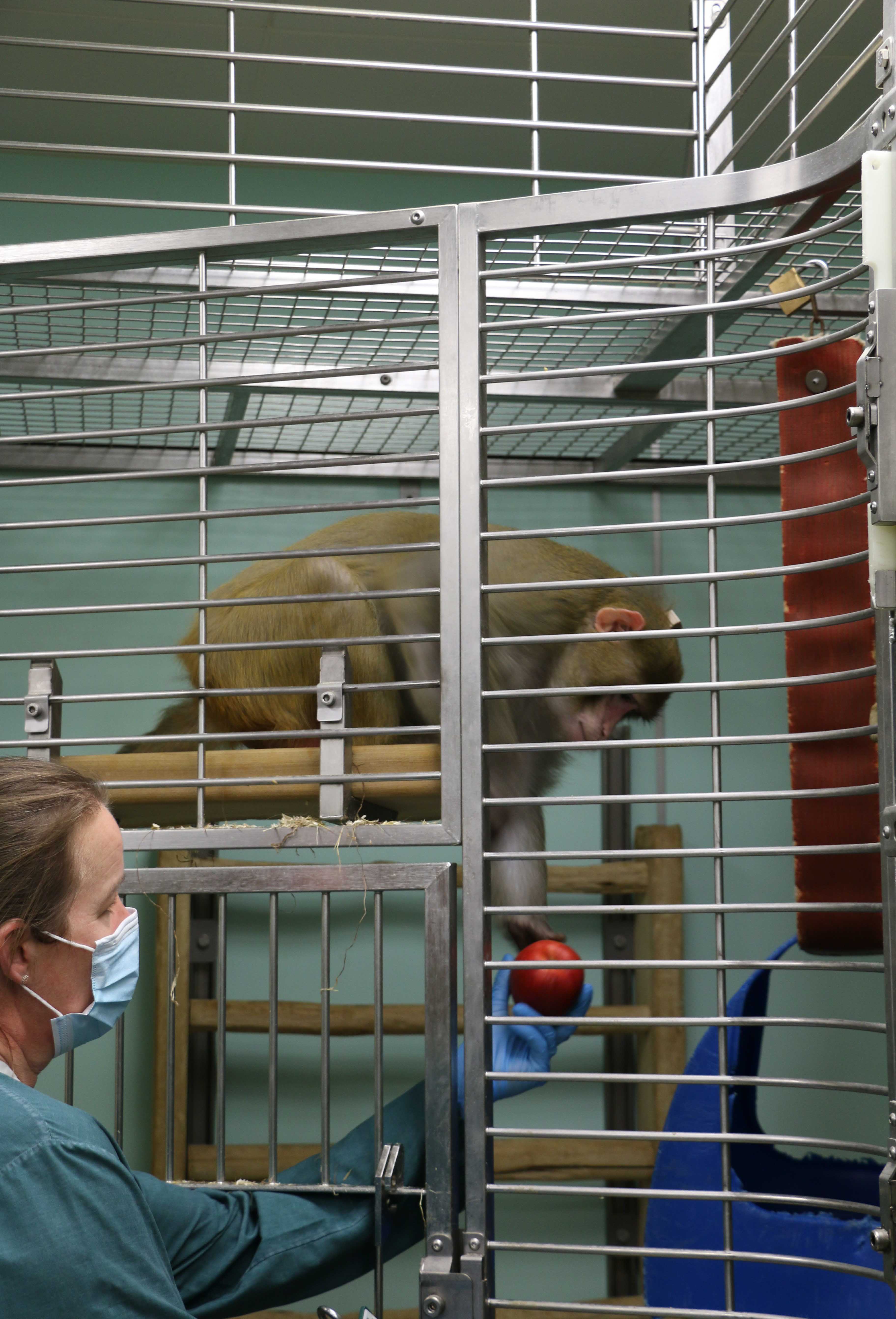 Monkeys in scientific research University of Oxford-16.jpg