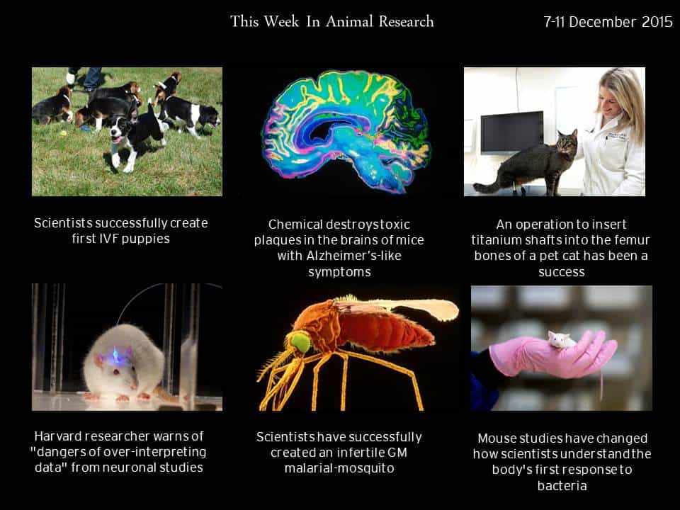 animal research december 2015.jpg