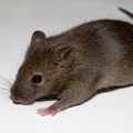 mice–mouse–gm–lab.jpg