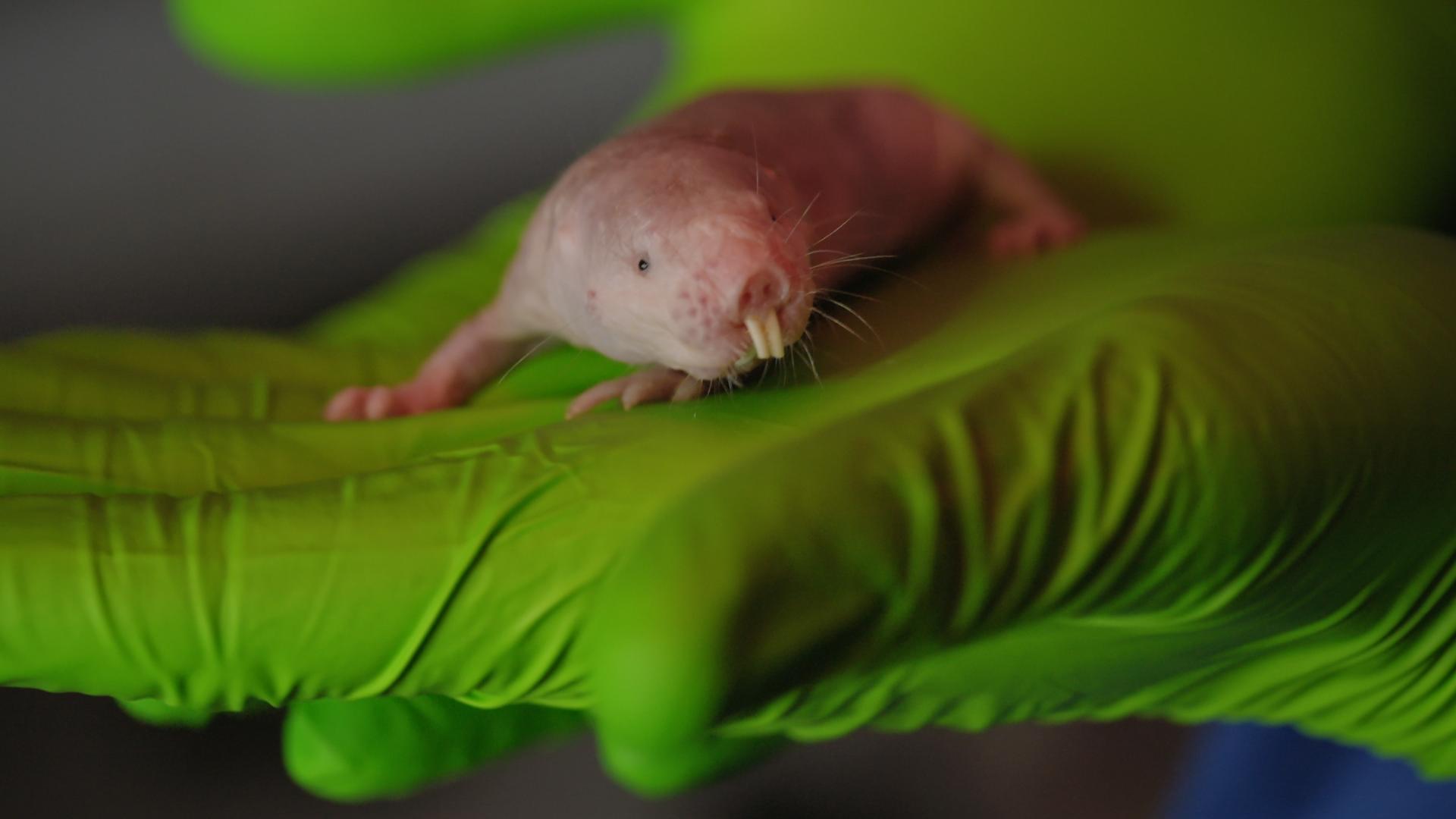 Naked mole rat 4 CC 'Ewan St John Smith's mole rats' no author.jpg