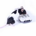 rat–telephone.jpg