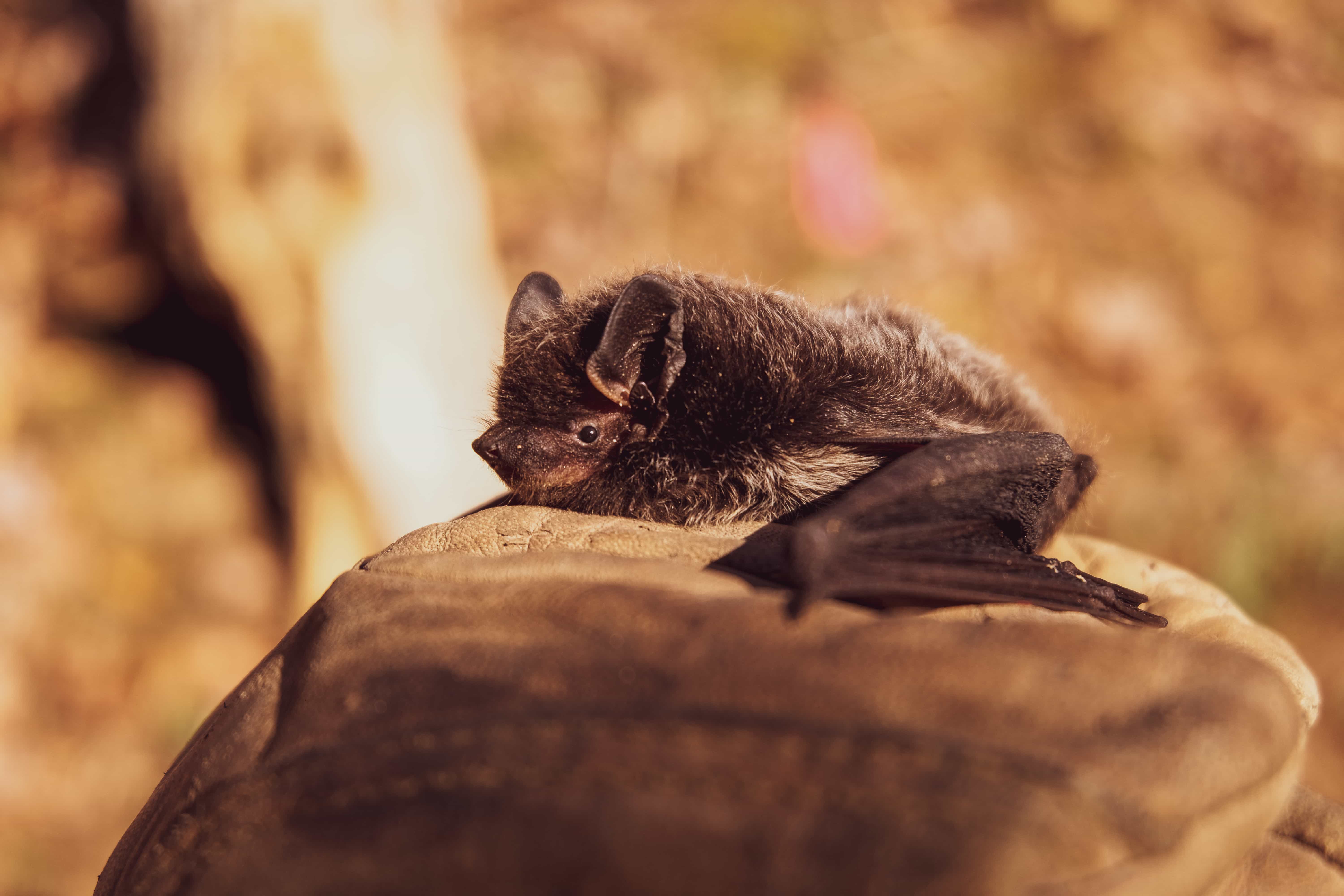 Canva - Selective Focus Photo of Black Bat on Brown Stone.jpg