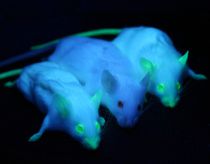 glowing-mice.jpg