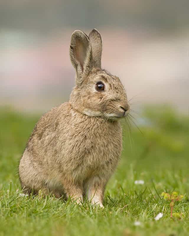 wild-rabbit.jpg