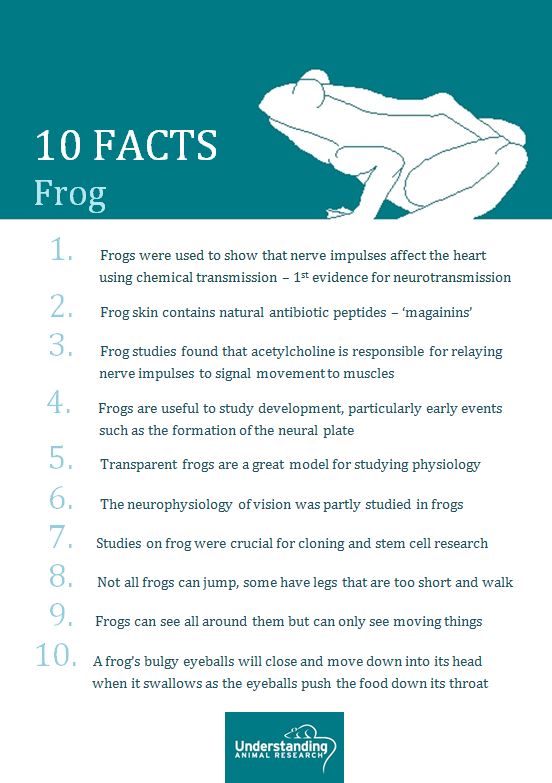 Frog 10 facts :: Understanding Animal Research
