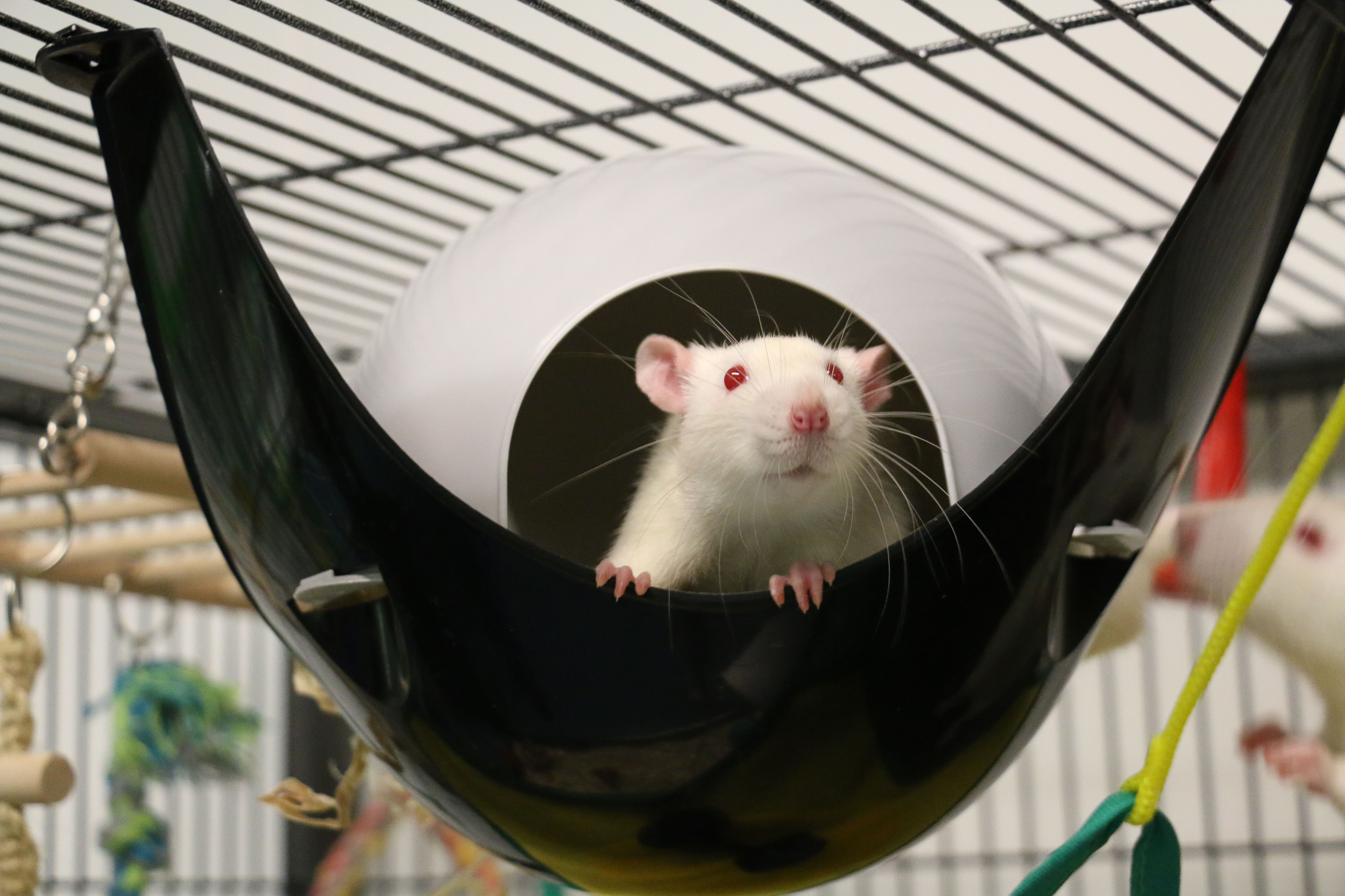 Laboratory rat in play pen at University of Manchester CC UAR