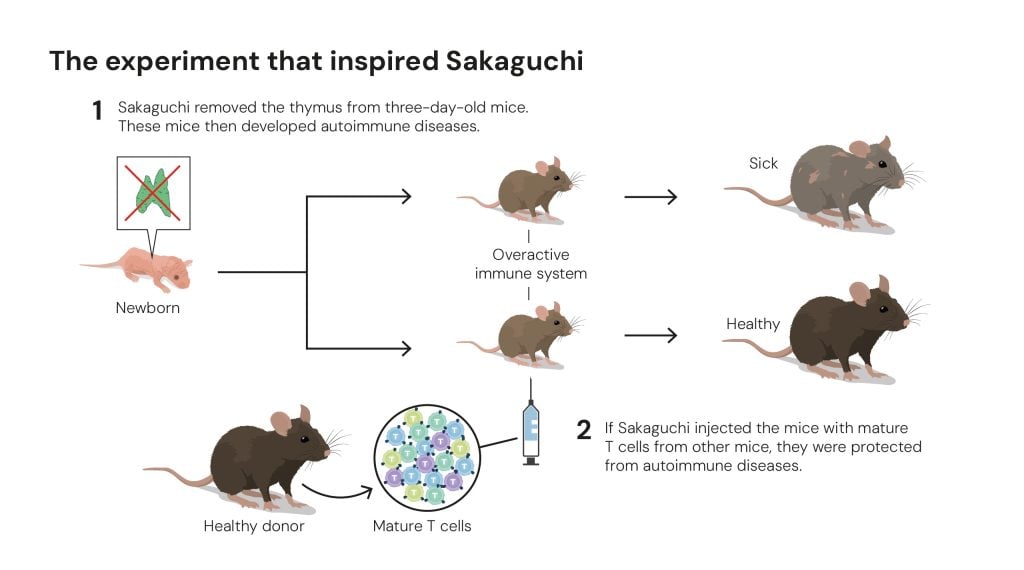The experiment that inspired Sakaguchi graphic nobel prize 2025.jpg