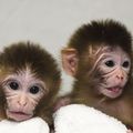 monkey–infant–baby.jpg
