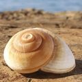 shell–beach.jpg