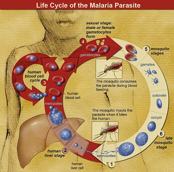 608px-Life_Cycle_of_the_Malaria_Parasite.jpg