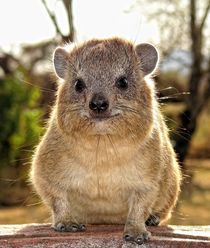 rock-hyrax.jpg