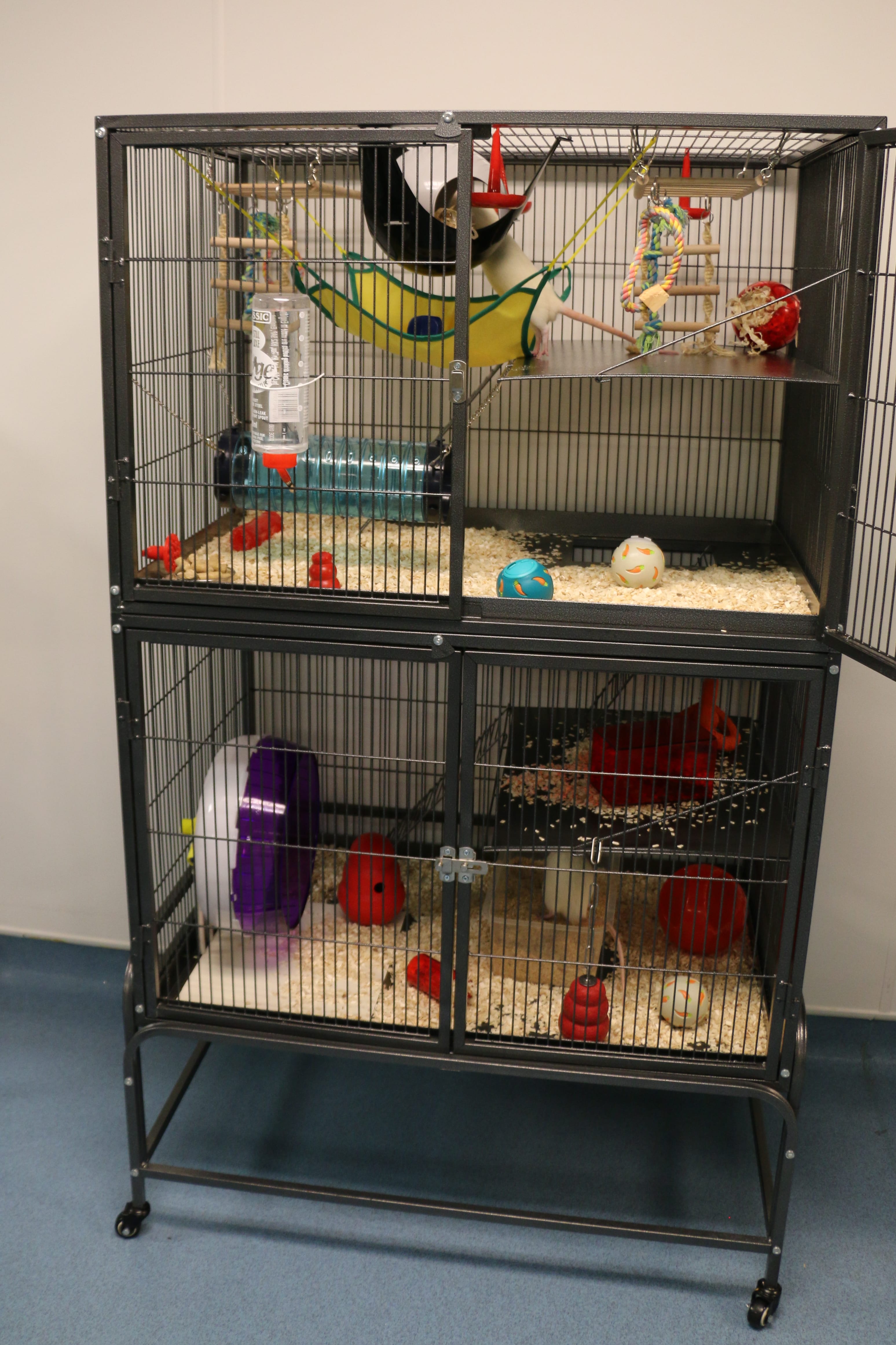 Laboratory rat play pen University of Manchester CC UAR.jpg