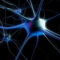 glowing–nerve–cells–invitro.jpg