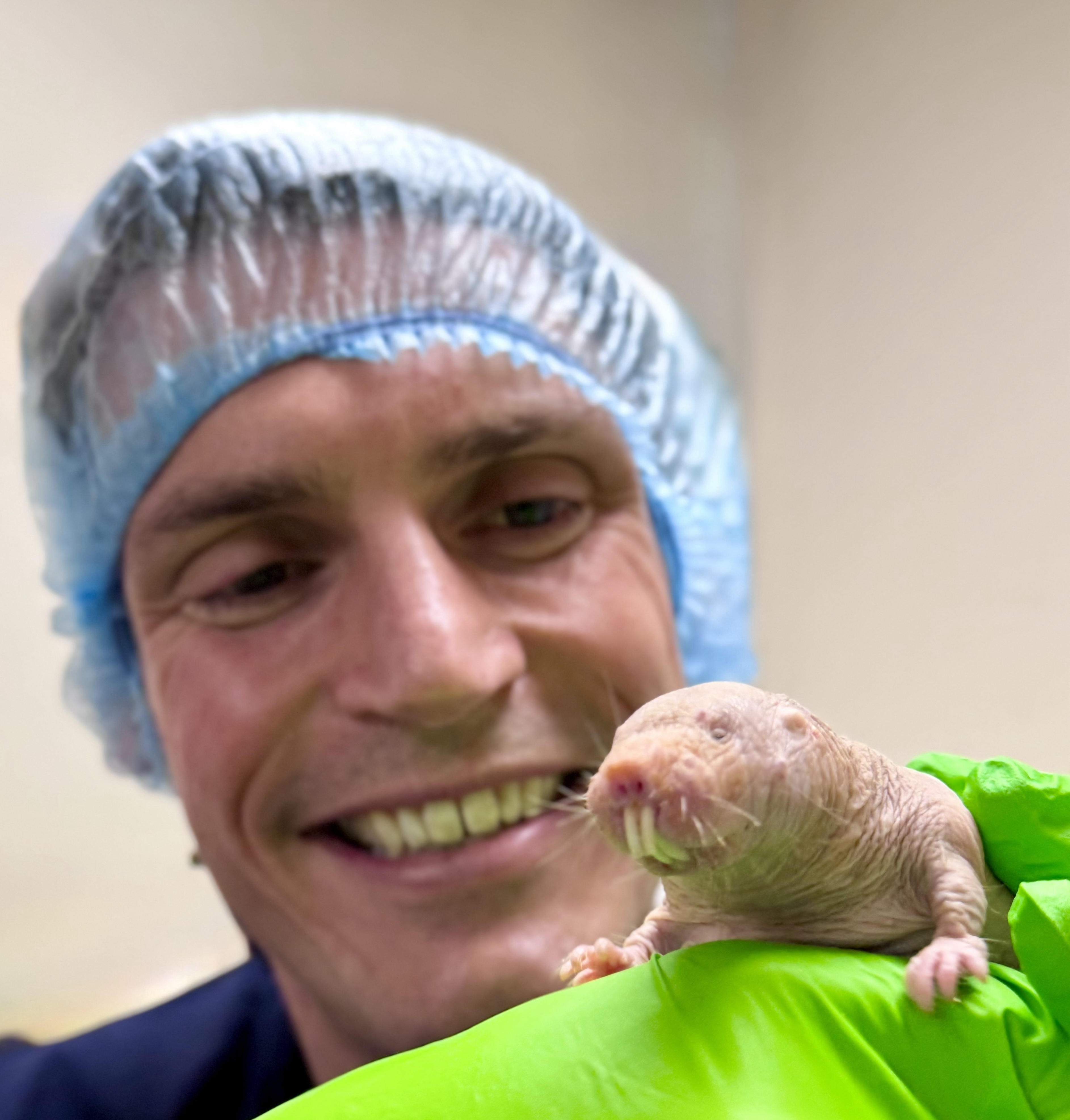 Naked mole rat 3 CC 'Ewan St John Smith's mole rats' no author.jpeg