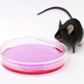 how–mouse-and-petri-dish.jpg