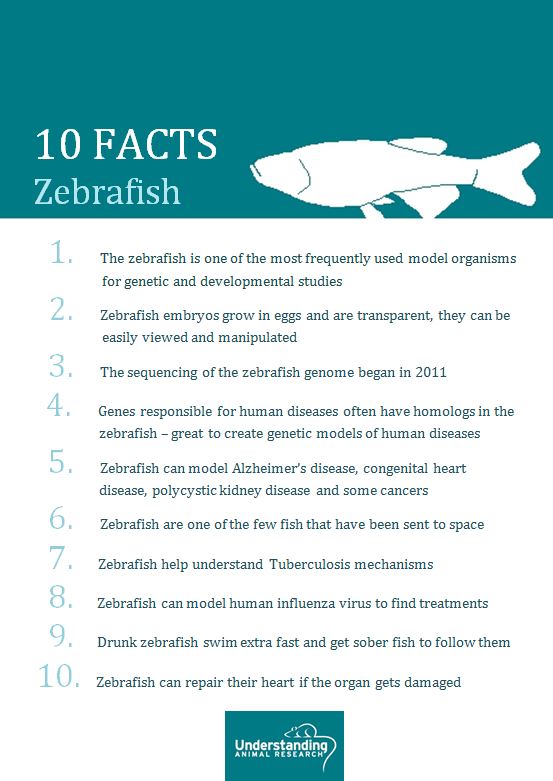zebrafish_card2.JPG