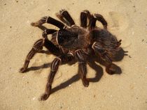 spider–tarantula.jpg