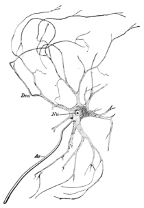 spinal–nerve.jpg