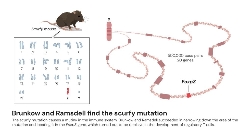 Brunkow and Ramsdell find the scurfy mutation nobel prize 2025.jpg