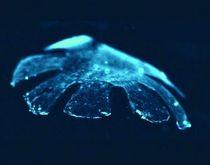 artificial-jellyfish.jpg