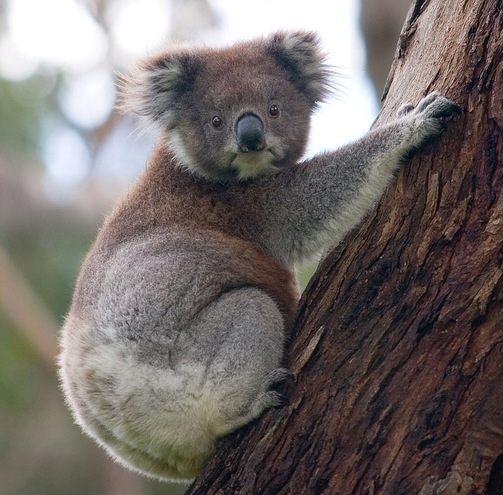 1024px-Koala_climbing_tree-Diliffwikipedia.jpg