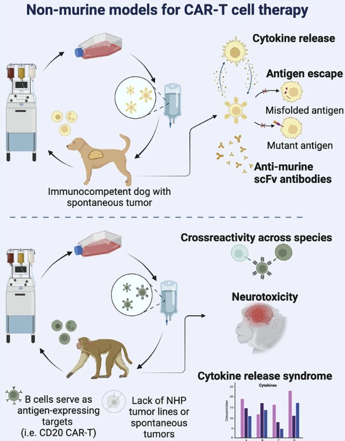 non murine models for car t cell therapy.jpg