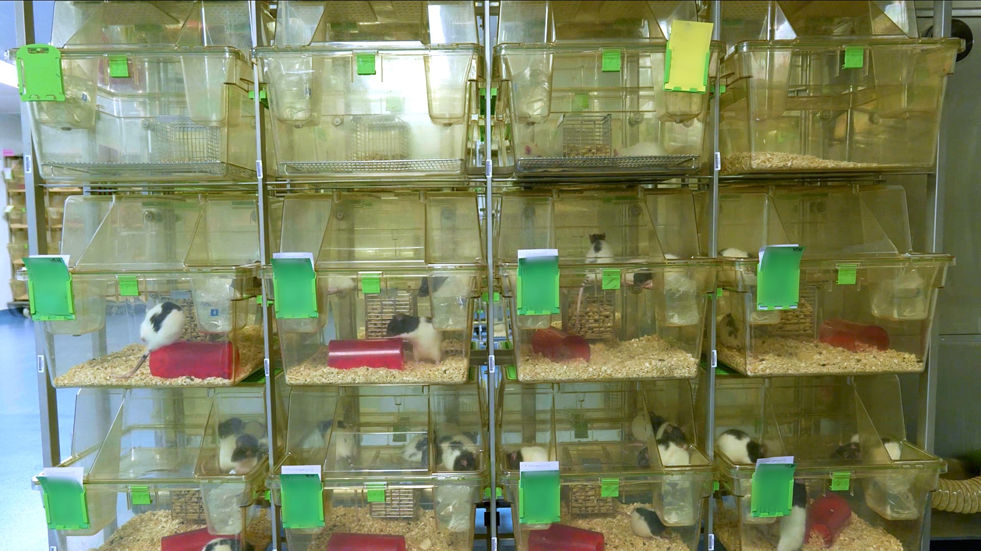 DoubleDecker rat cage.jpg