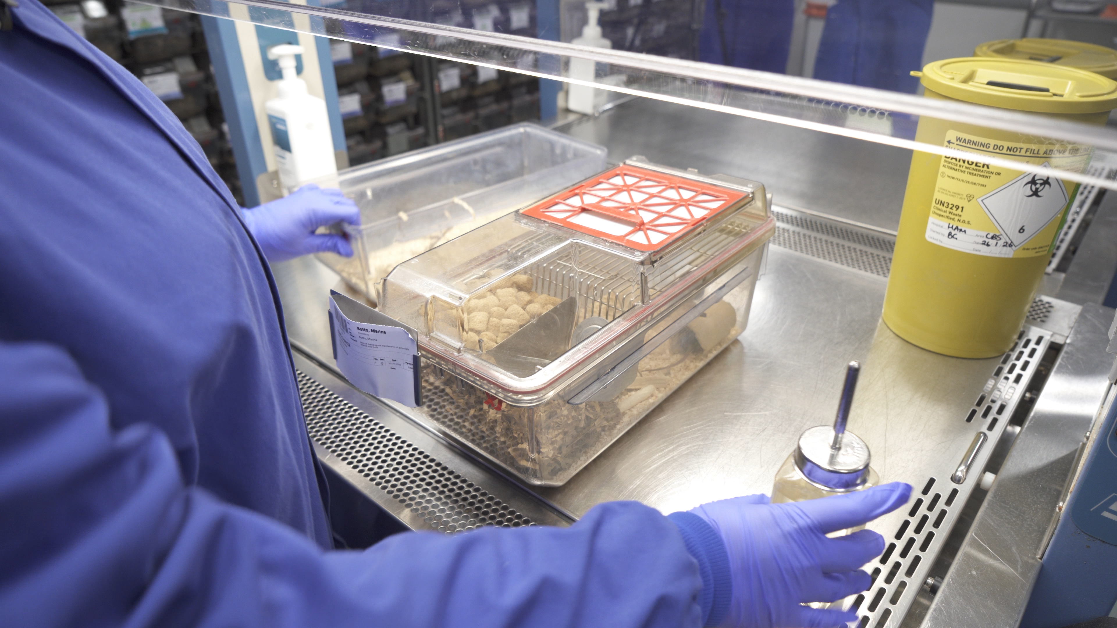 Mouse in laboratory cage 1.png