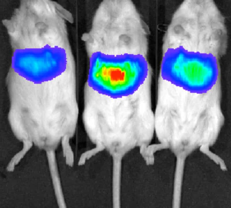 luminescence-hepatitis-mouse–mice.jpg