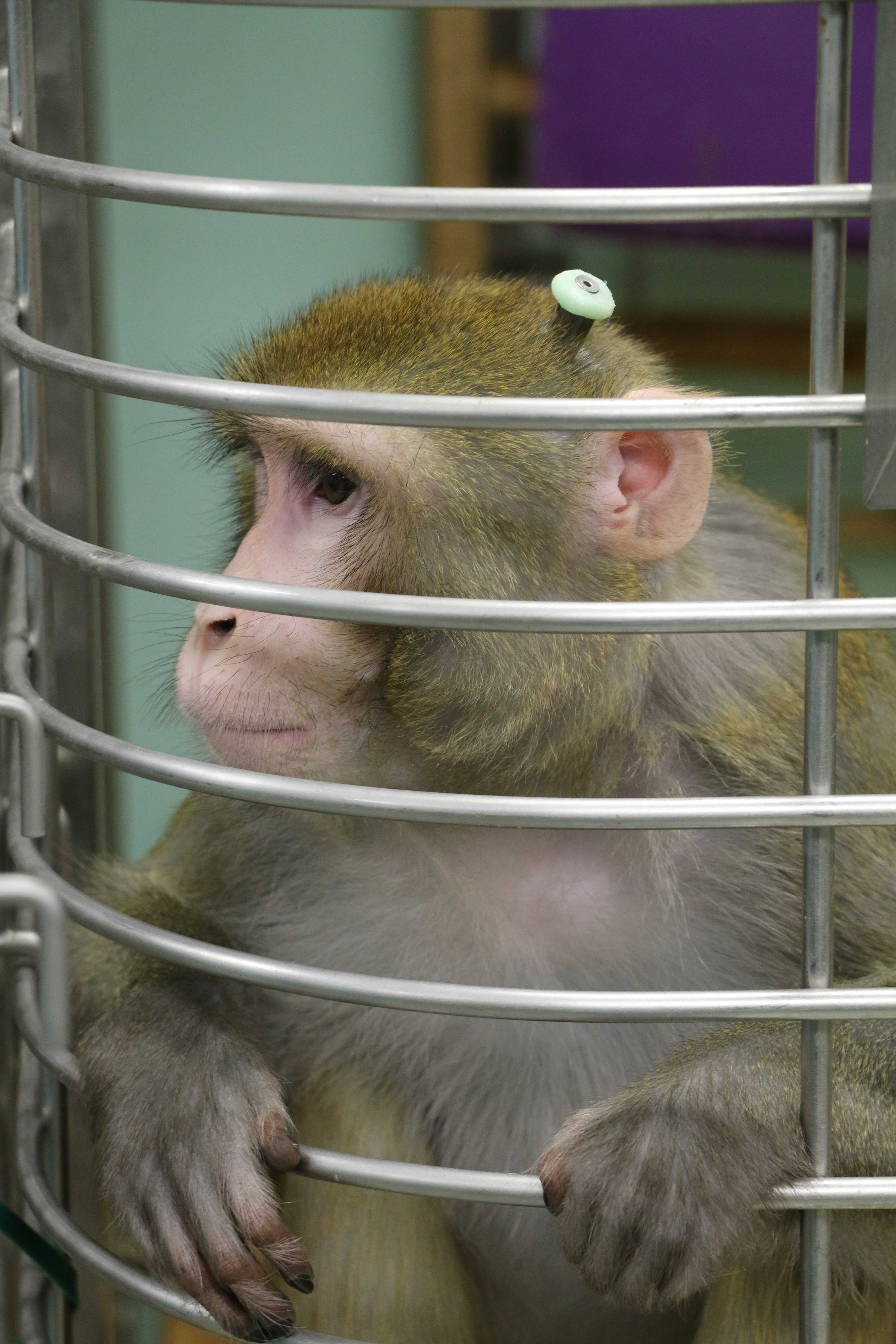 Monkeys in scientific research University of Oxford-46.jpg