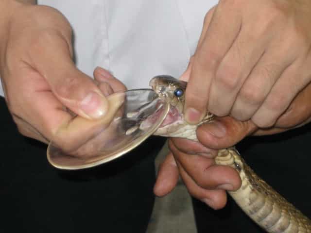 Snake–milking–venom.jpg