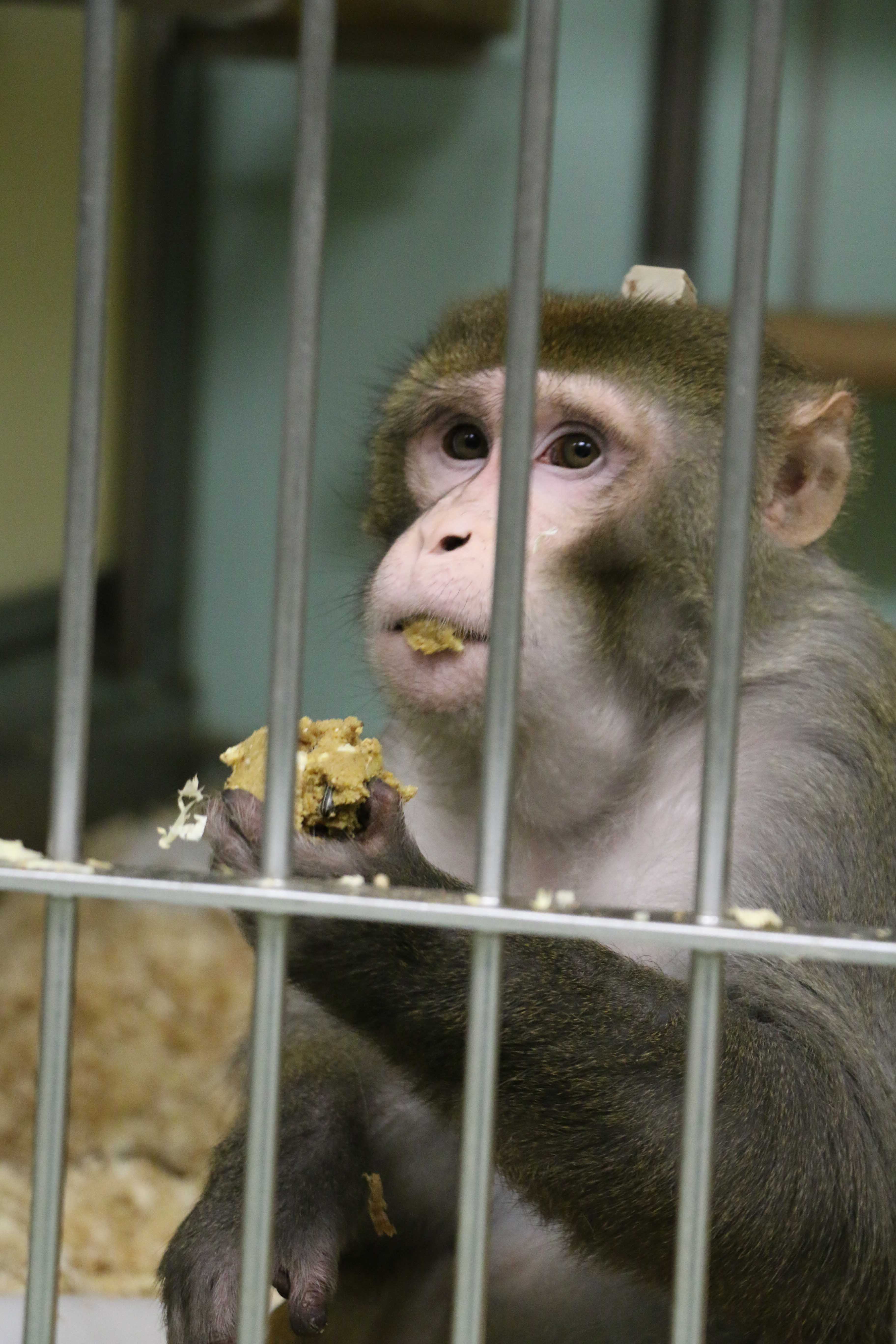 Monkeys in scientific research University of Oxford-30.jpg