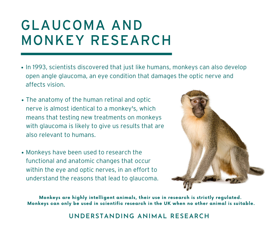 Glaucoma Monkeys (1).png