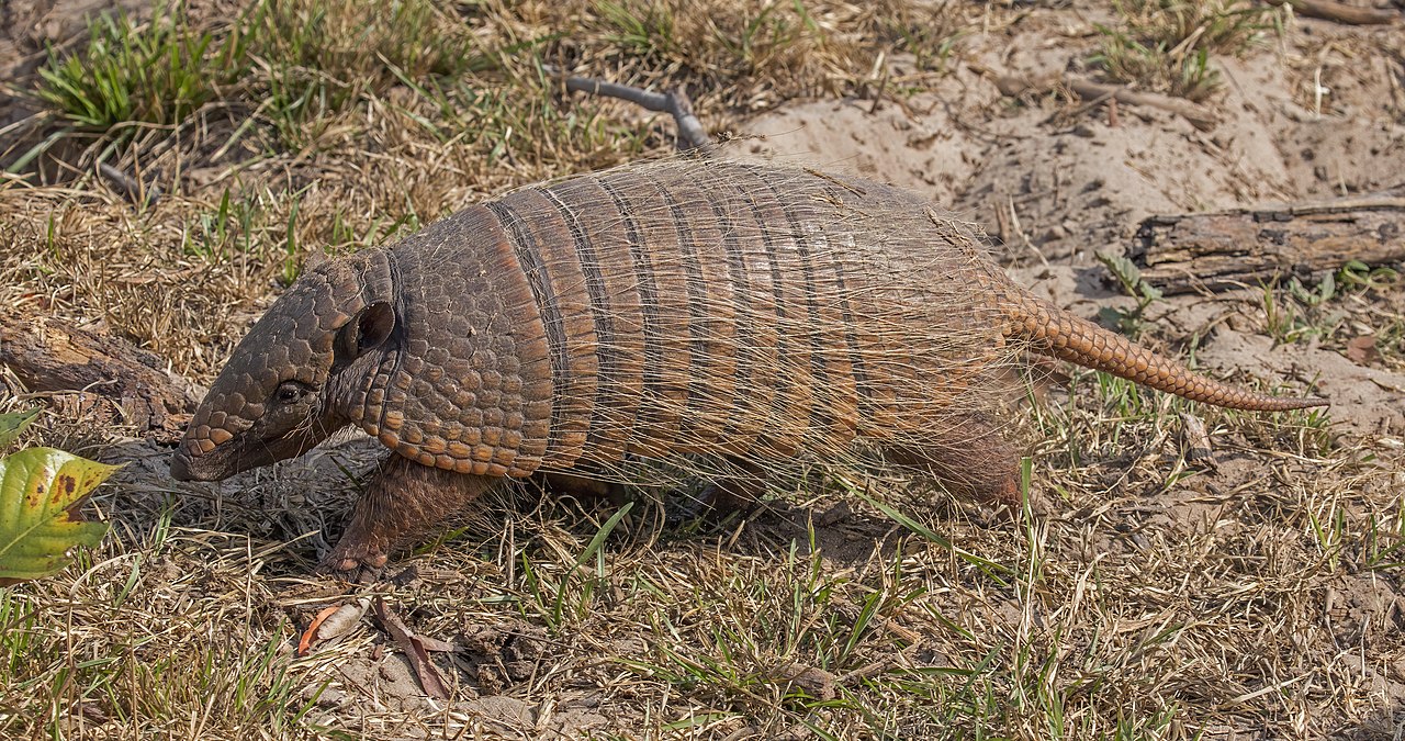 Six-banded_armadillo_(Euphractus_sexcinctus).jpg