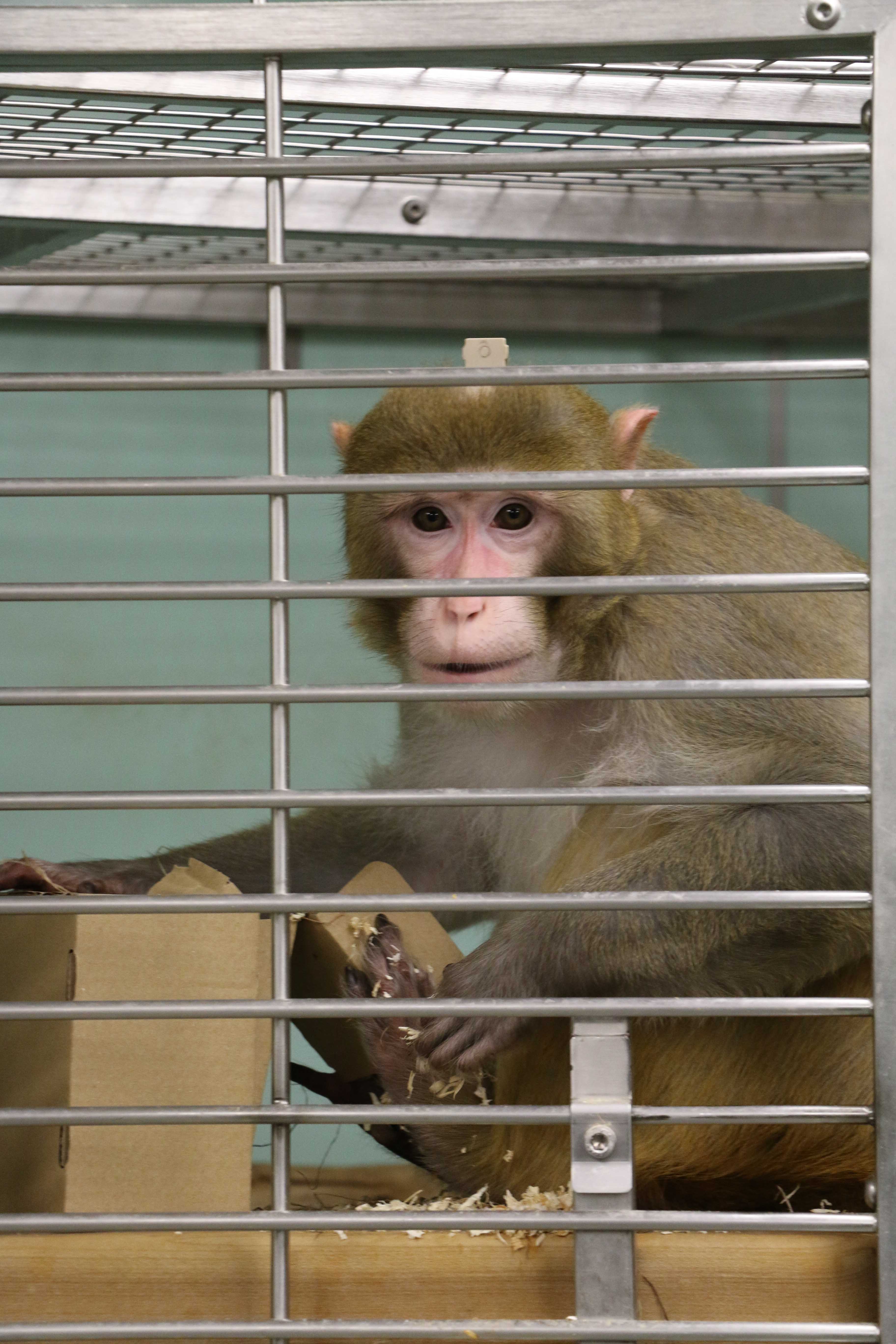 Monkeys in scientific research University of Oxford-04.jpg